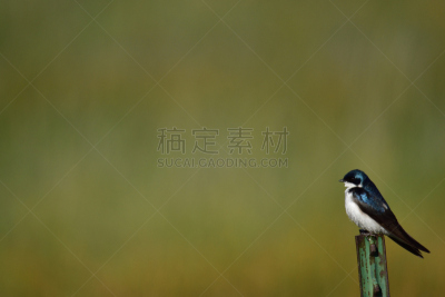猫头鹰,爱达荷,东南,自然,野生动物,美国,水平画幅,小猫头鹰,爱达荷福尔斯,无人