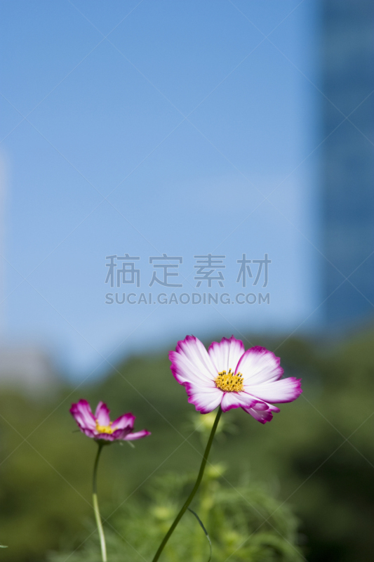 大波斯菊,垂直画幅,植物,秋天,无人,粉色,滨离宫园,汐留区,摄影,花