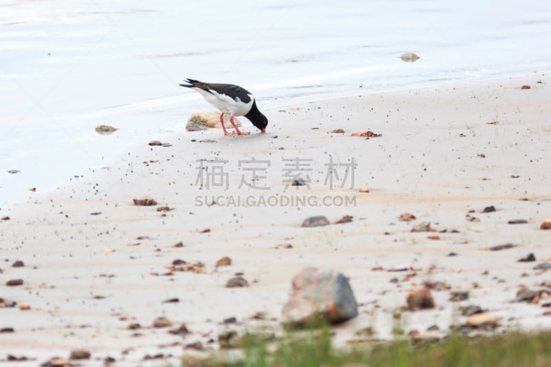 蛎鶜,蛎鹬,自然,野生动物,水平画幅,无人,鸟类,古老的,鷸形目,户外