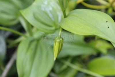 家庭,火红色百合,爪,百合花,火百合花,动物,鹭管鱼,虎,开花植物,秘密行动