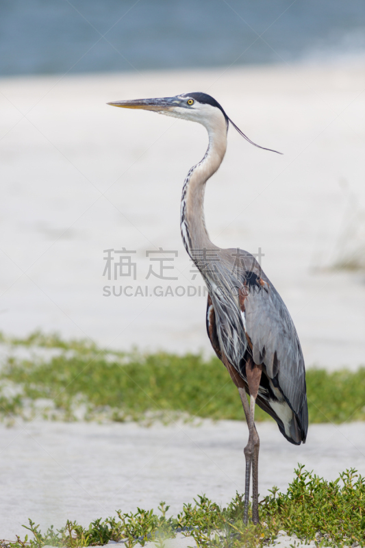 蓝色,海滩,赫融艾斯兰德,多芬岛,阿拉巴马州,海豚,垂直画幅,无人,岛,摄影