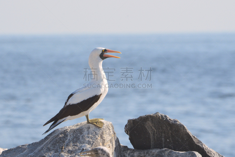 纳斯卡城,侧面像,蒙面结巴鸟,埃斯帕诺拉群岛,动物喊叫,加拉帕戈斯群岛,厄瓜多尔,结巴鸟,野生动物,旅游目的地