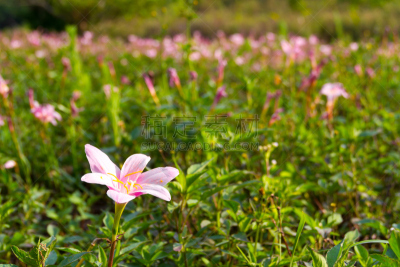 百合花,雨,三个物体,孢子,美,水平画幅,夏天,户外,泰国,田地