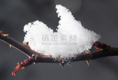 特写,花蕾,冰,知名动物,风景线拱,冰冻酸奶,哈萨克斯坦,安全,金属丝,自由