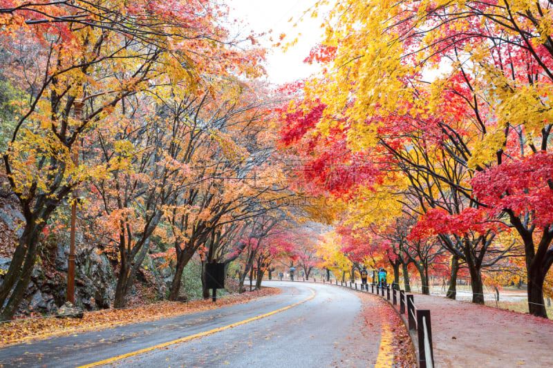 秋天,自然美,韩国,风景,朝鲜半岛,林荫大道,美,公园,褐色,水平画幅