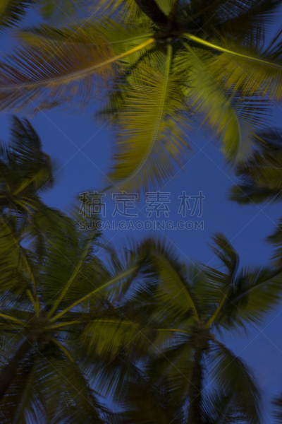 黄昏,棕榈树,波多黎各,旧圣胡安海滩,垂直画幅,图像,圣胡安,旧圣胡安,无人,旅游目的地