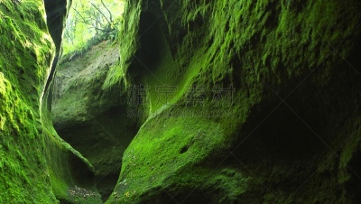 苔藓,支笏湖,风景,大门,美,水平画幅,枝繁叶茂,无人,夏天,户外