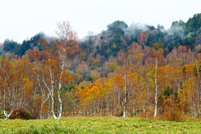 秋天,风景,滋贺县,叶子,长野县,白桦树,色彩鲜艳,草津山,户外活动,植物