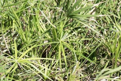 伞状植物,自然,非洲,法国,图像,草,生物,叶子,无人,莎草