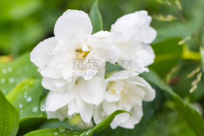 夏天,白色,茉莉,绿色,花朵,美,水平画幅,无人,图像,特写