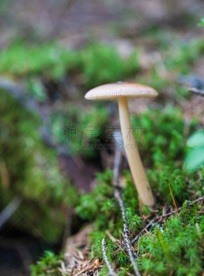 有毒生物体,蘑菇,伞形毒菌,鸊鷉,porcini mushroom,自然,垂直画幅,小的,秋天,无人