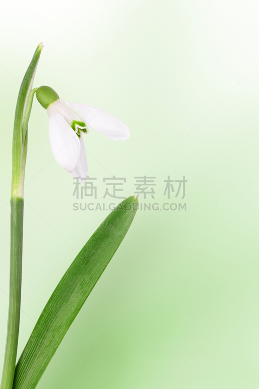 贺卡,留白,雪花莲,母亲,欧洲赤松,鸭跖草,垂直画幅,美,美人,组物体