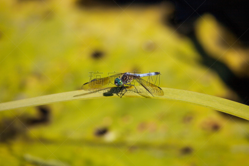 蜻蜓,雄性动物,蓝额疏脉蜻,blue darter dragonfly,自然,野生动物,美国,水平画幅,绿色,睡莲