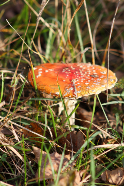 毒蘑菇,草,红色,森林,自然美,伞形毒菌,垂直画幅,无人,苔藓,生长