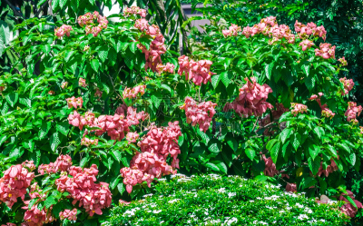 自然美,园林,自然,式样,水平画幅,无人,蓝色,夏天,户外,植物