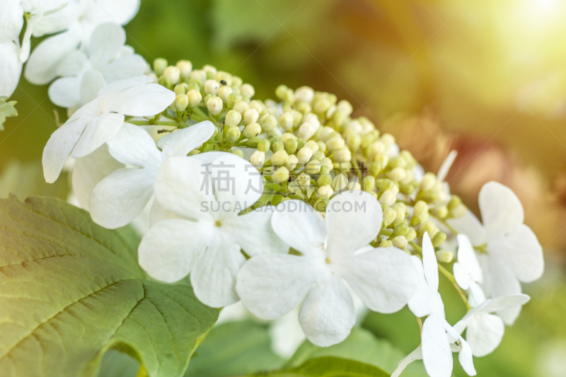 荚莲属,春天,花朵,玫瑰,园林,美,水平画幅,无人,夏天,特写