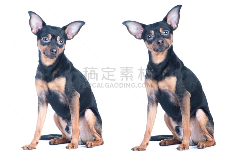 toy terrier,狗,看,注视镜头,自然美,分离着色,相机,白色,褐色,水平画幅