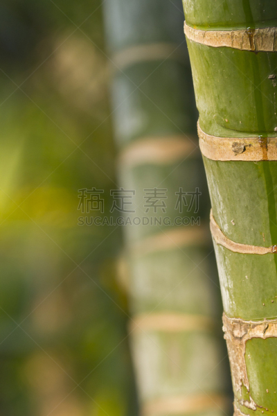 竹,大特写,特莱,奇旺,自然,垂直画幅,绿色,无人,抽象,印度次大陆