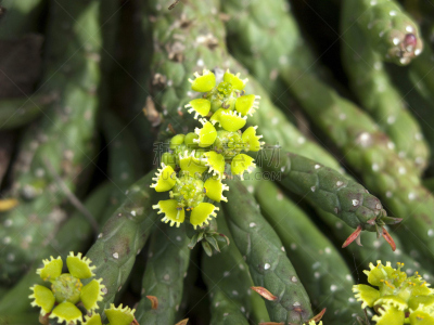 大戟科,水平画幅,无人,cactus wren,绿冠宝石蜂鸟,户外,特写,明亮,北美歌雀,植物