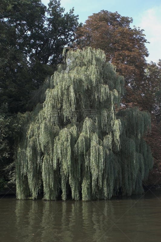 river vecht,柳树,荷兰,在上面,垂直画幅,水,绿色,无人,运河,欧洲