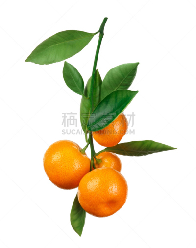 白色,桔子,枝,分离着色,垂直画幅,组物体,特写,植物,剪贴路径,悬挂的