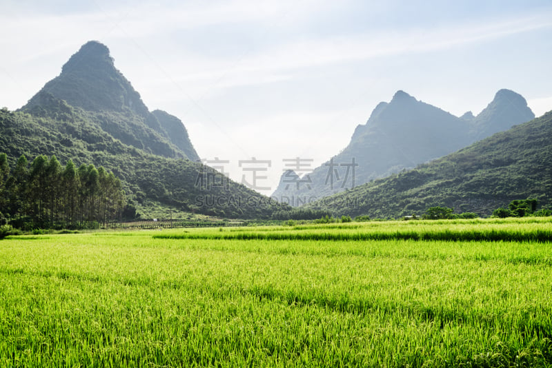 桂林,地形,中国,阳朔县,非凡的,阳朔,稻田,种植园,东,农作物