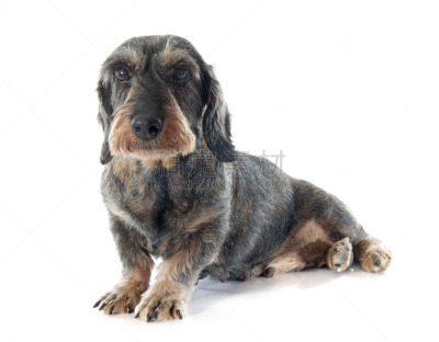 腊肠犬,金属丝,纯种犬,水平画幅,古老的,白色背景,背景分离,影棚拍摄,老年人,钢毛德国猎犬