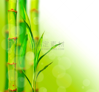 笋,背景,自然美,背景虚化,风水,活力,清新,边框,热带气候,环境