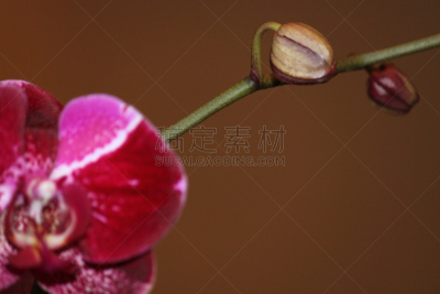 兰花,自然,美国,水平画幅,雄蕊,无人,特写,单子叶植物,植物,紫色