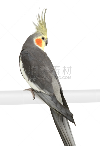 澳洲鹦鹉,垂直画幅,灰色,无人,美冠鹦鹉,鸟类,鹦鹉,白色背景,异国情调,背景分离