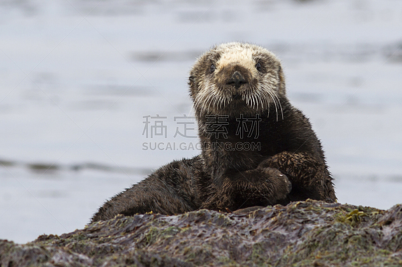 海獭 海獭图片 海獭素材下载 稿定素材