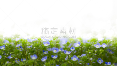 蓝色,水平画幅,人的嘴,草,特写,明亮,白色,植物,园艺,清新
