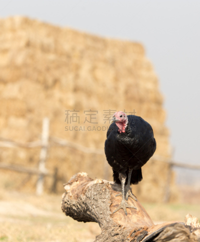 火鸡,农场,哈萨克斯坦,自然,红色,垂直画幅,野生动物,食品,生活方式