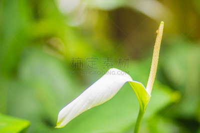 花朵,菜园,白色,马蹄莲,自然美,植物群,家庭,东南亚