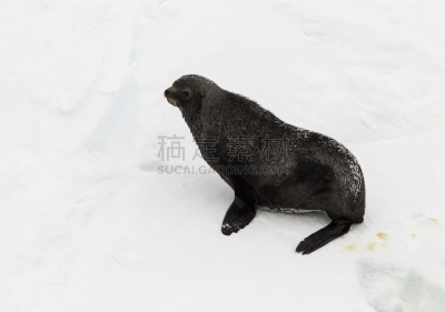 海熊,寒冷,水平画幅,威德尔海,无人,南极海熊,海狮,两极气候,冰川,冻结的