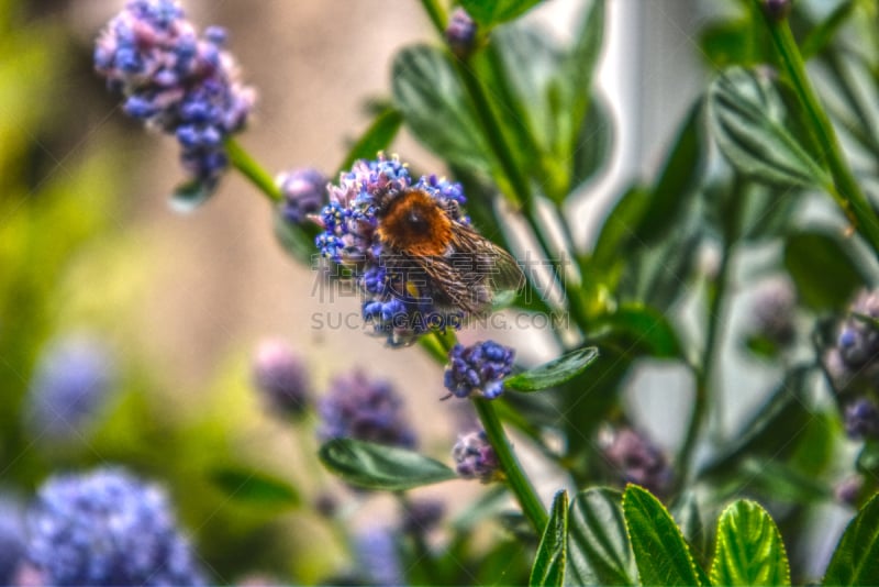 A bumblebee is collecting nectar and feeding on a Ceanothus (Californian Lilac) plant “.