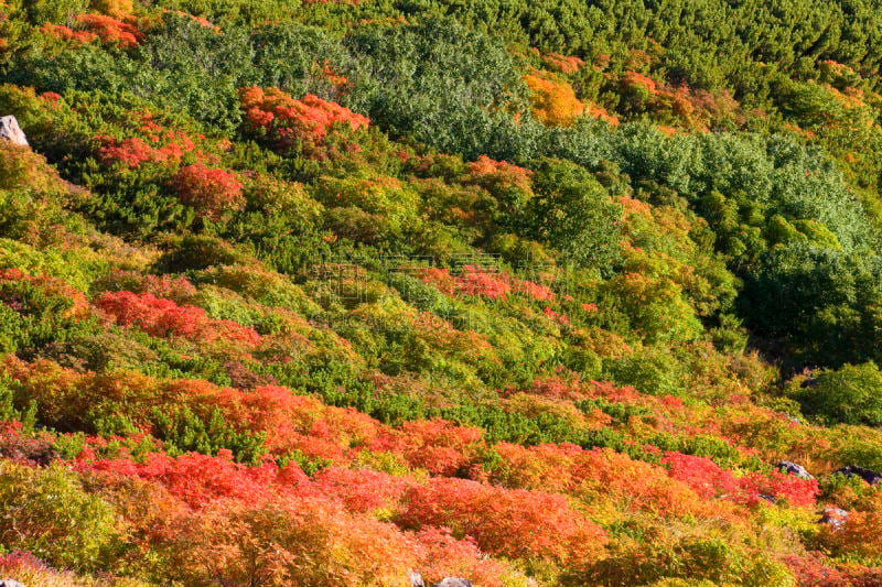 秋天,山梨树,高原,水平画幅,地形,长野县,无人,九月,松本,日本