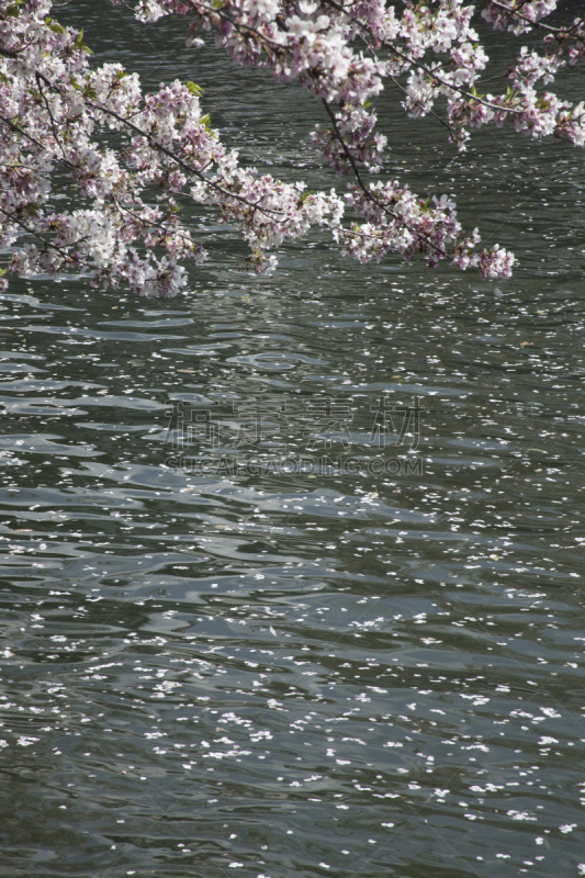 樱桃树,湖,琵琶湖,京都市,花见节,垂直画幅,京都府,樱花,无人,日本