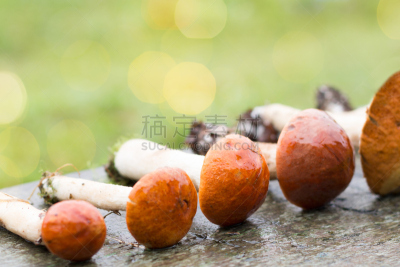 木制,秋天,概念,素食节,水平画幅,无人,白俄罗斯,营养阶段,大牛蒡,欧亚家燕