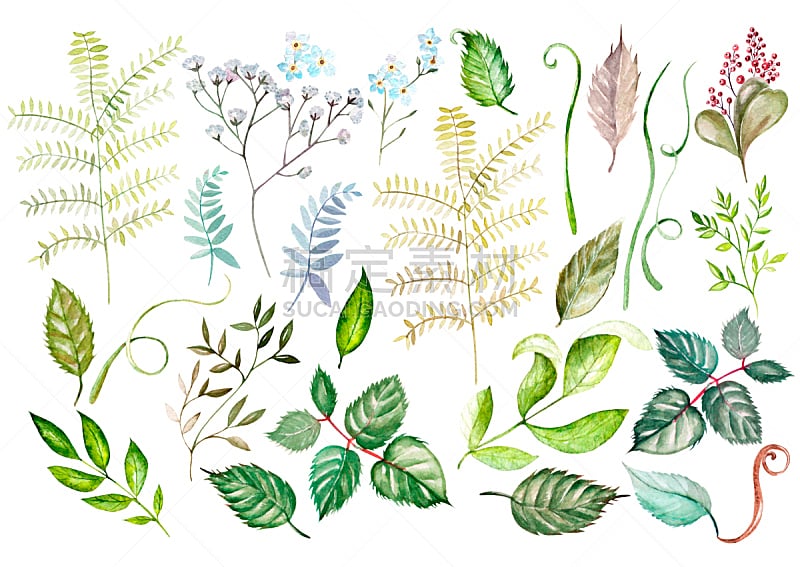 叶子,森林,野生植物,水彩画,绘画插图,美,新的,水平画幅,热带雨林,夏天