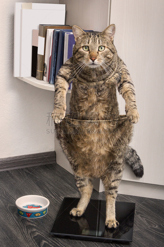 灰色,猫,条纹,重量,天秤座,自然美,幽默,奋斗,站,夸张