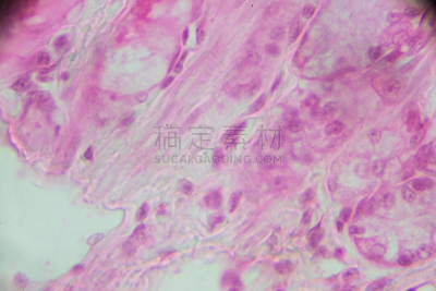 胃,放大效果,在底端,胃腺,动物消化系统,除法,生理学,显微镜,科学实验,动物身体部位