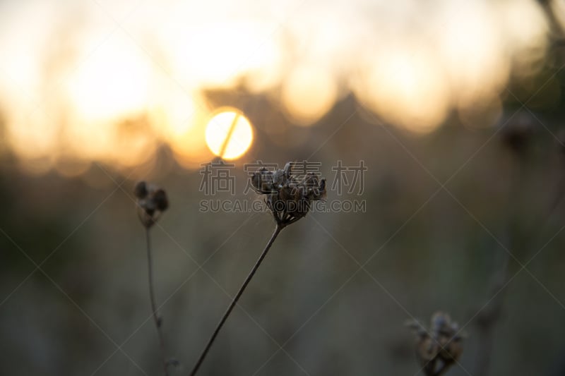 干花,水平画幅,无人,早晨,干的,特写,活力,柔和,清新,叶子