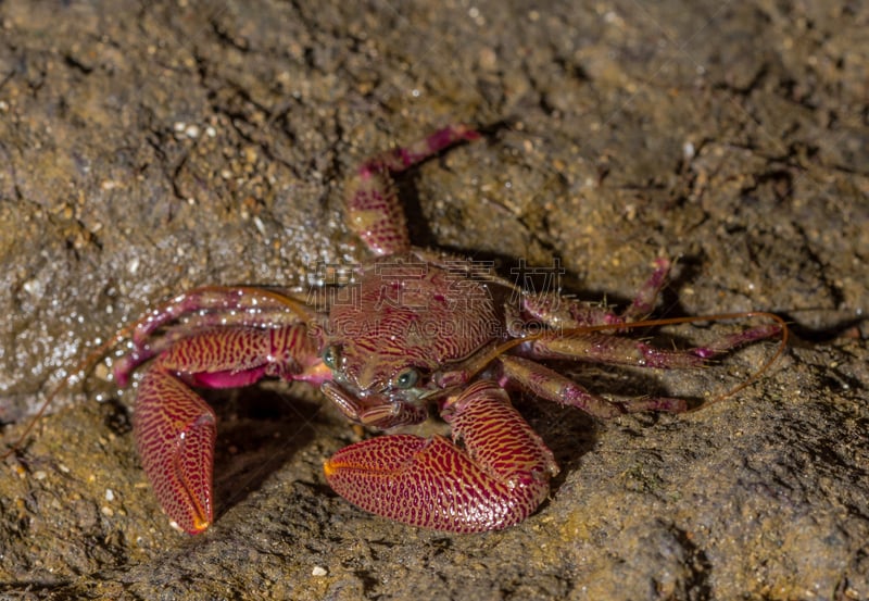 大特写,porcelain crab,自然,野生动物,水平画幅,无人,海洋生命,孟买,海洋,印度