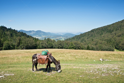 the vercors,驴子,法国,草地,食草,鞍,稀缺,水平画幅,无人,户外