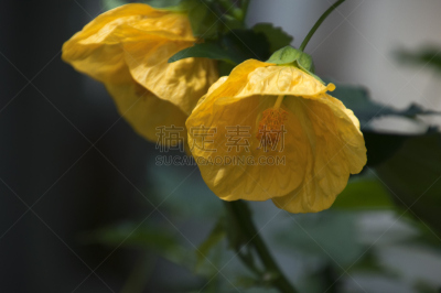 黄色,桔梗花,苘麻,常绿植物,中国灯笼,室内植物,公园,灯笼,水平画幅,夏天