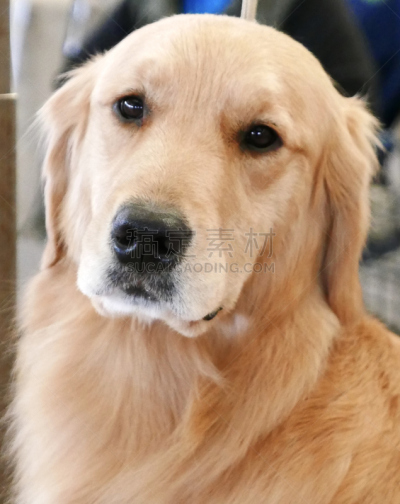 狗,多样,垂直画幅,宠物收养,标准贵宾犬,动物保护,德国牧羊犬,比熊犬,伯恩山犬,萨摩耶犬