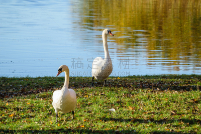 水,湖,天鹅,白昼,特写,秋天,晴朗,美,水平画幅,无人