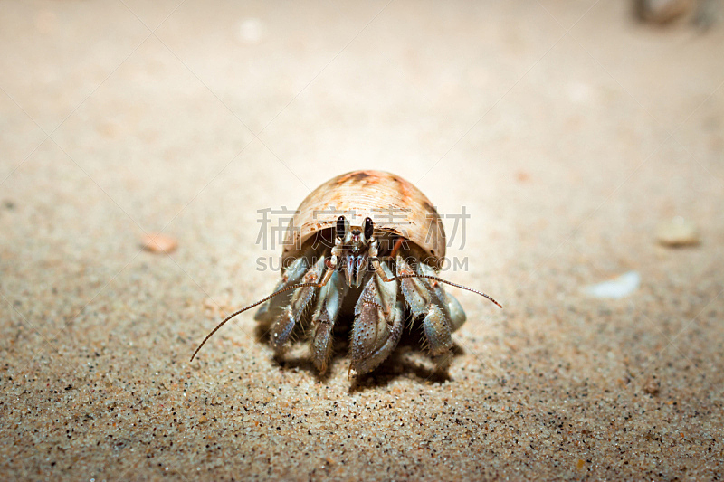 贝壳,寄生蟹,马达加斯加,海滩,诺兹考巴,桨叉架船,水,褐色,水平画幅,沙子