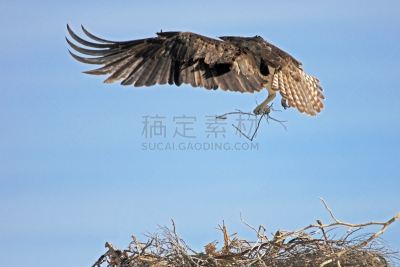鸟类,鱼鹰,墨西哥,下加利福尼亚州,水,天空,褐色,食肉鸟,水平画幅,动物身体部位